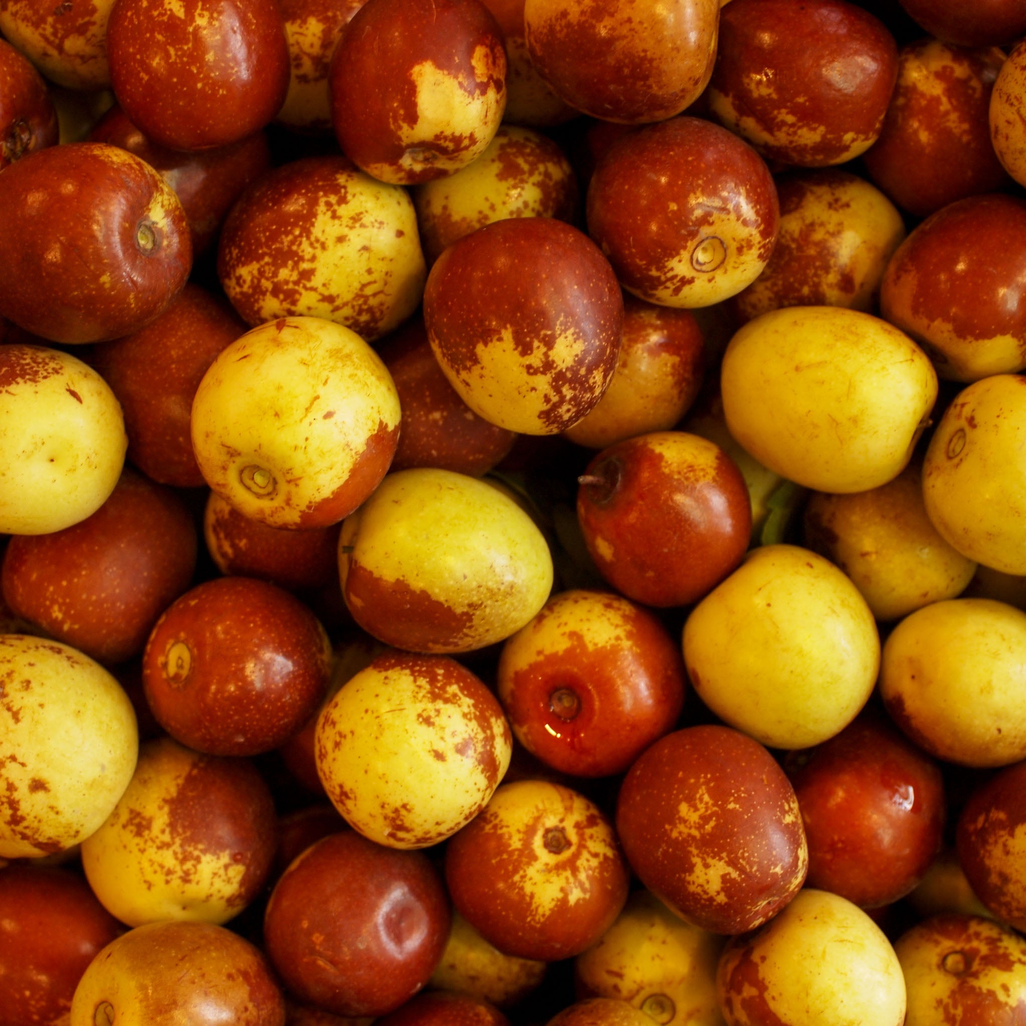 Jujube 'Dongzao'