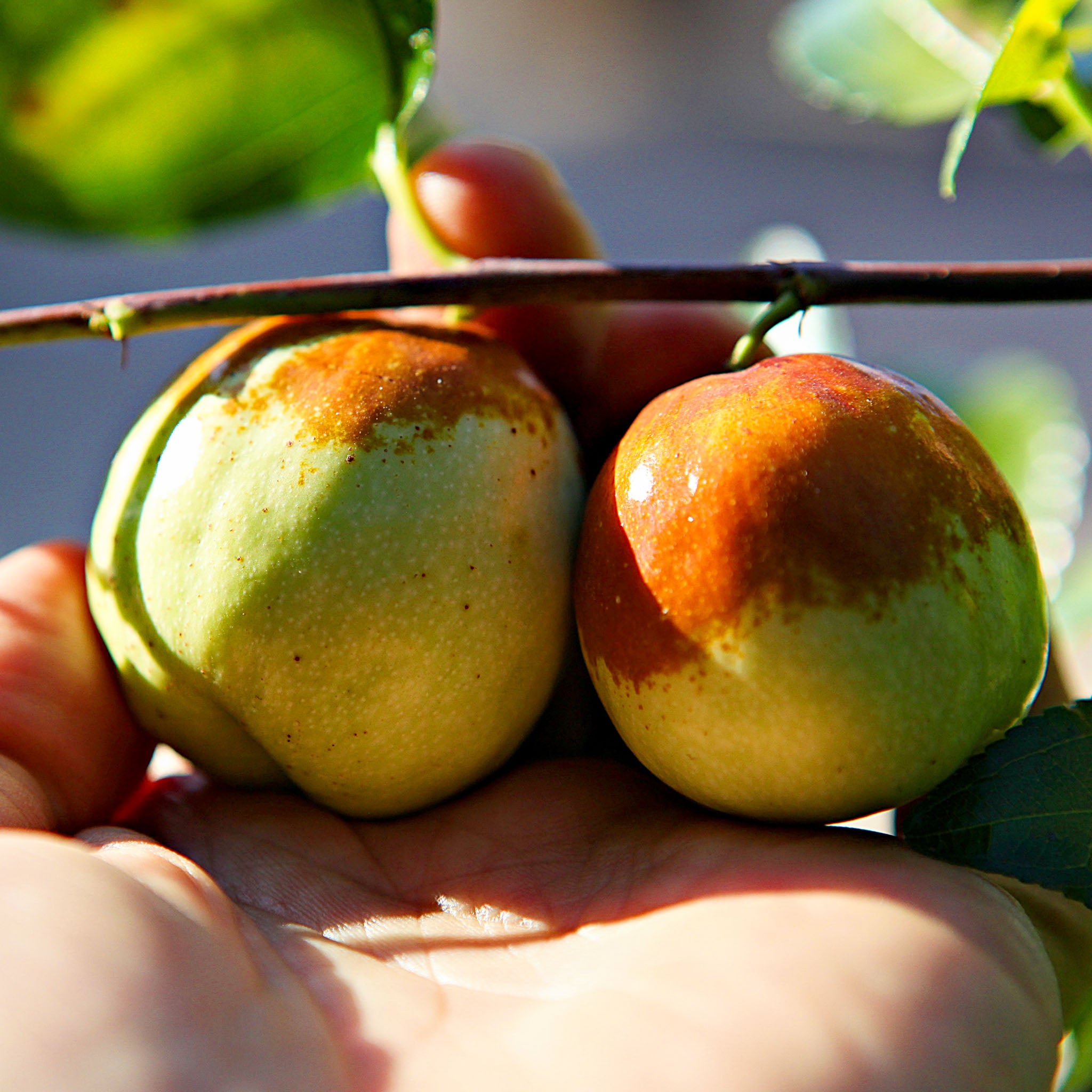 Jujube 'Dongzao'