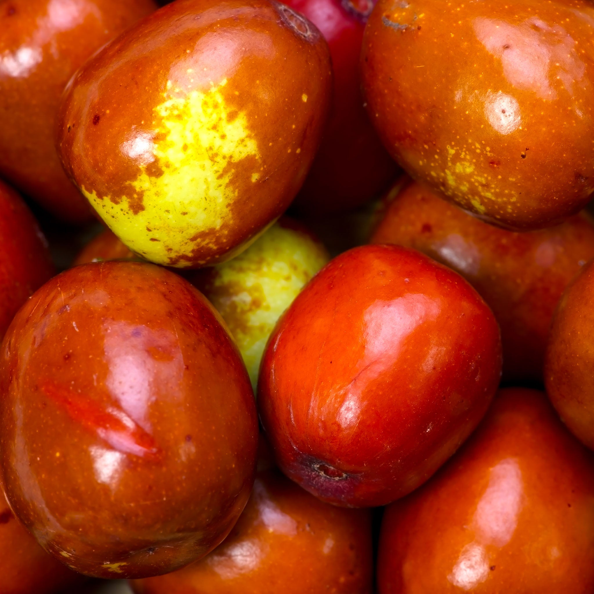Jujube 'Dongzao'