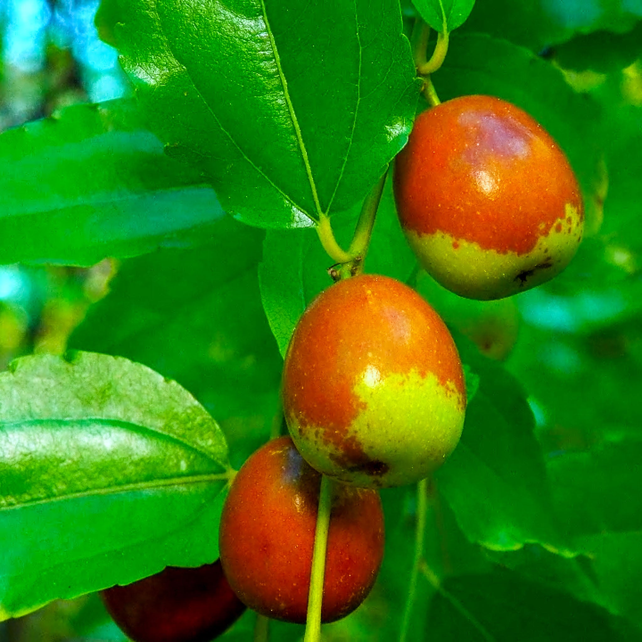Jujube 'Dongzao'