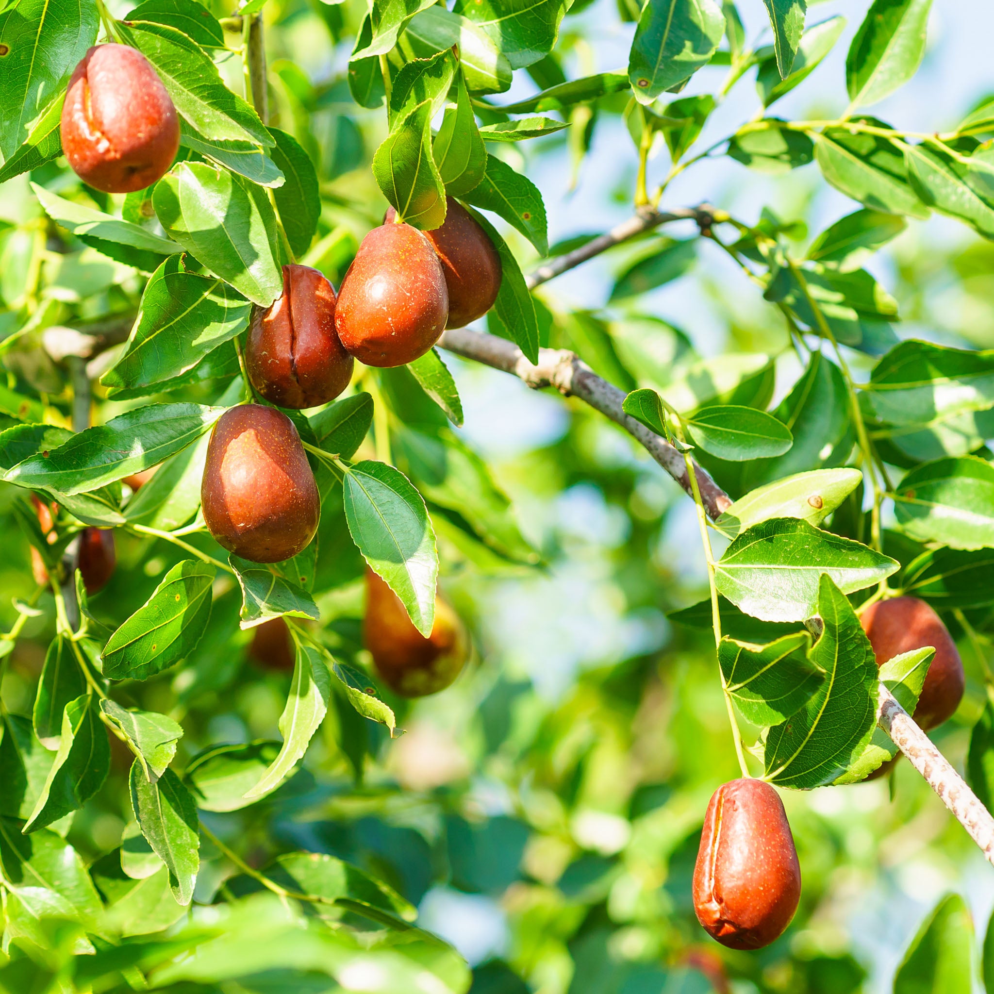 Jujube 'Wildform'