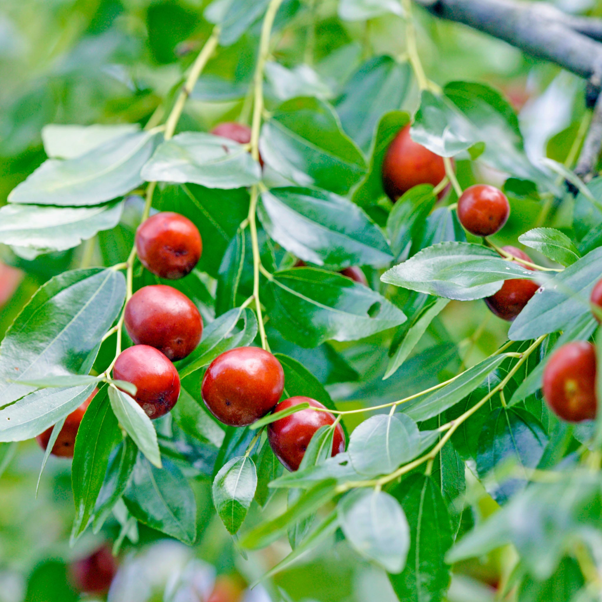 Jujube 'Wildform'