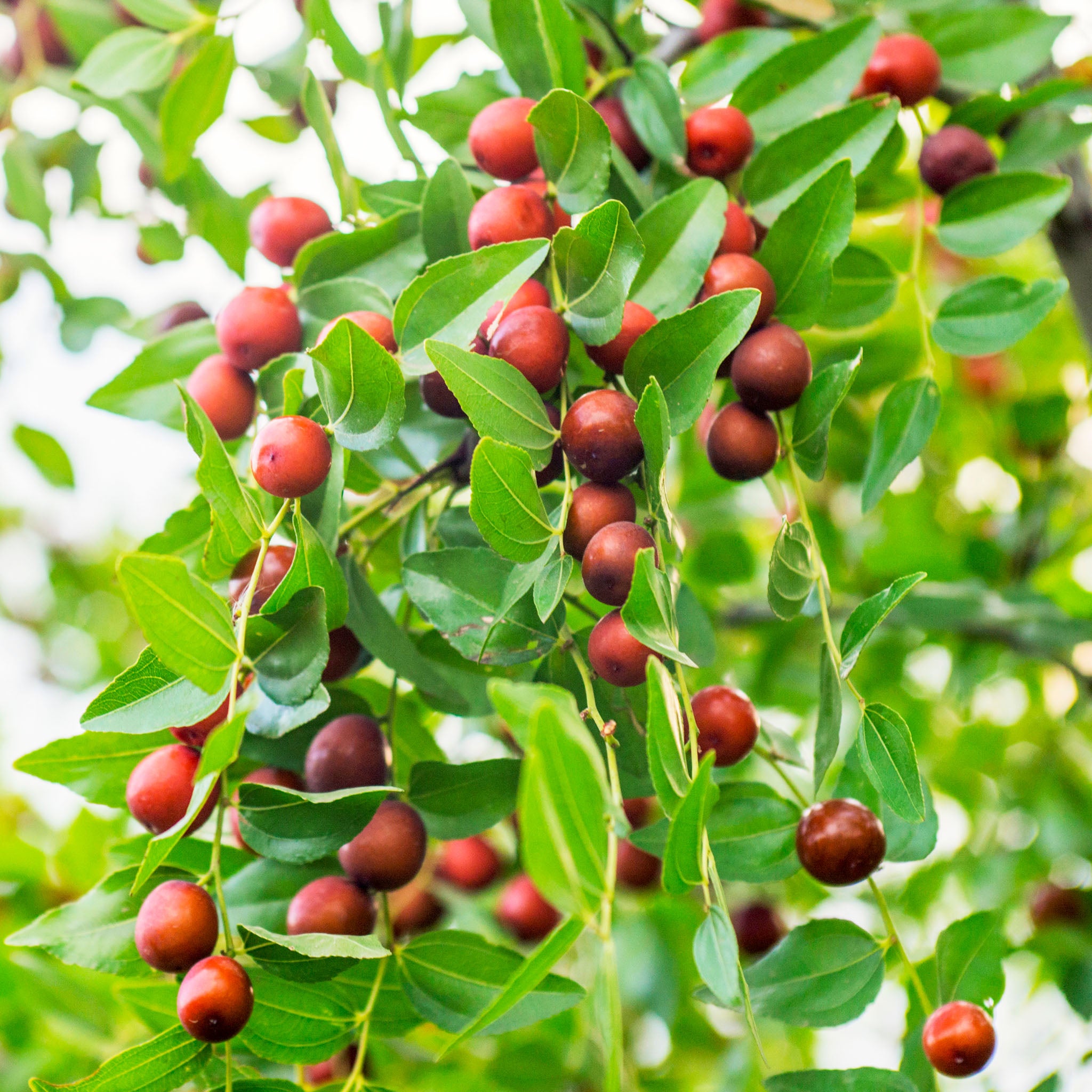 Jujube 'Wildform'