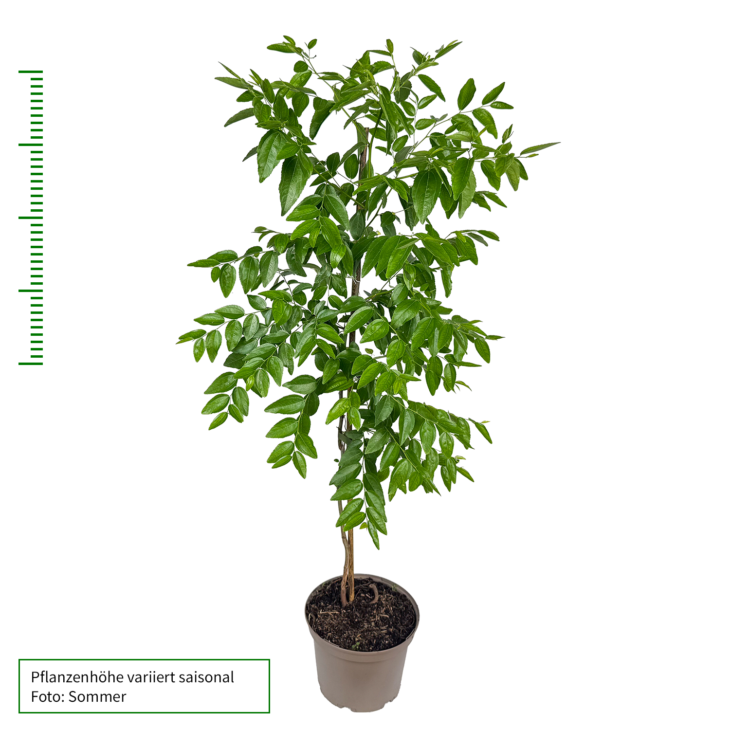 Jujube 'Wildform'