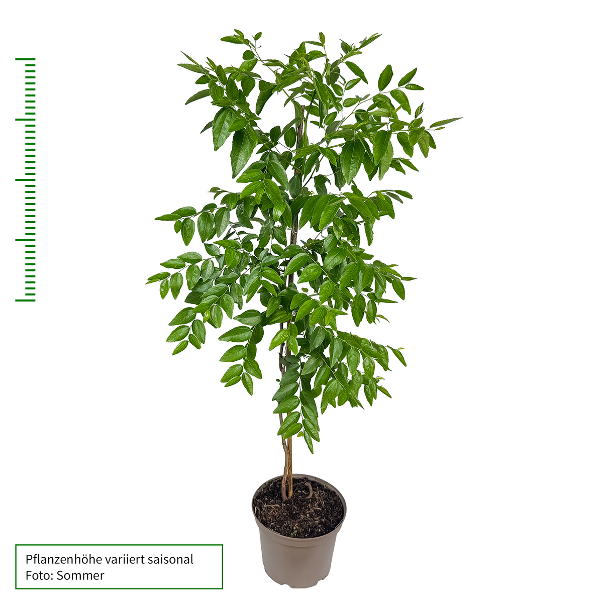 Jujube 'Dongzao' - Baum